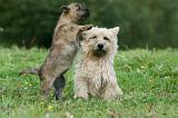 CAIRN TERRIER 513